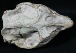 Sweet Oreodont (Leptauchenia) Skull #31522-1